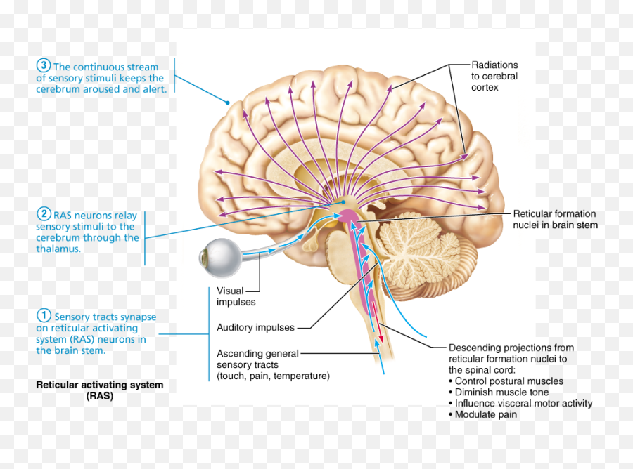 The Brain - 3rd Ventricle And Pituitary Emoji,Anatomy Of Emotions
