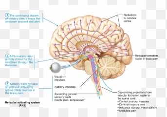The Brain - 3rd Ventricle And Pituitary Emoji,Anatomy Of Emotions