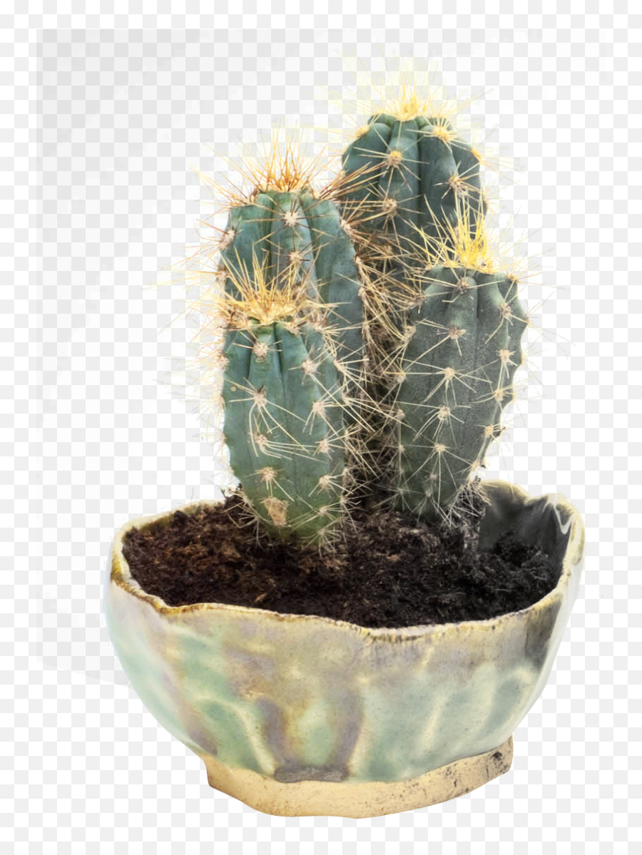 Cactus Cactus Cactus Images Plants - Cactus Png Emoji,Cactus Emoji Png