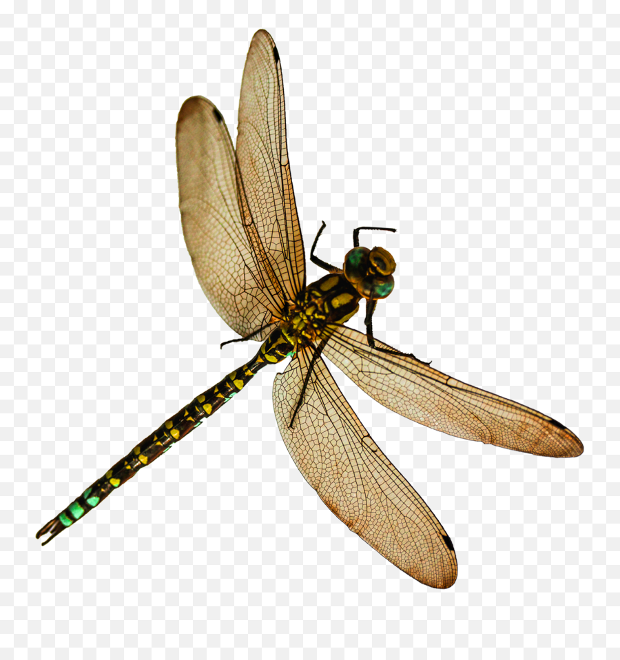 Best 54 Apron Transparent Background On Hipwallpaper Semi - Dragonfly Png Emoji,Dragonfly Emoji Android