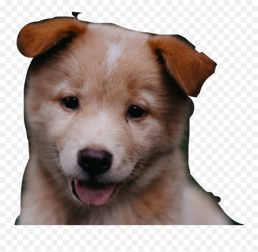Sticker - Gif Cut Dog Emoji,Amber Rose's Emojis