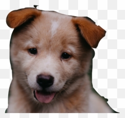 Sticker - Gif Cut Dog Emoji,Amber Rose's Emojis