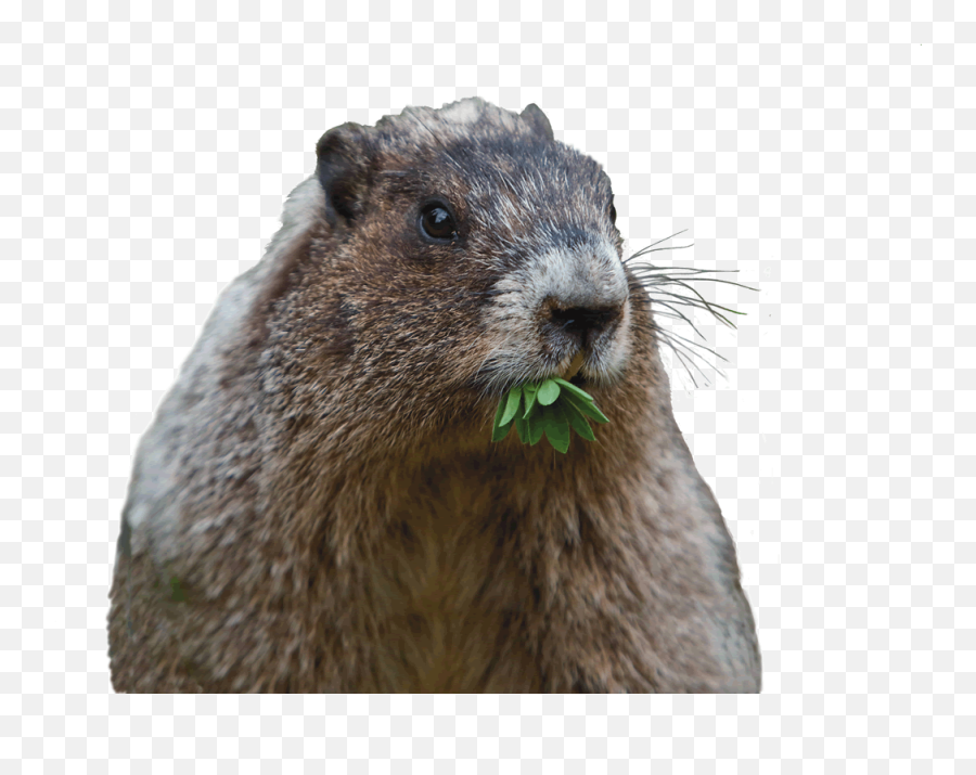 Cute Groundhog Really Cause Damage - Cute Groundhog Emoji,Ground Hog Woodchuck Emojis