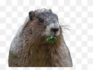 Cute Groundhog Really Cause Damage - Cute Groundhog Emoji,Ground Hog Woodchuck Emojis