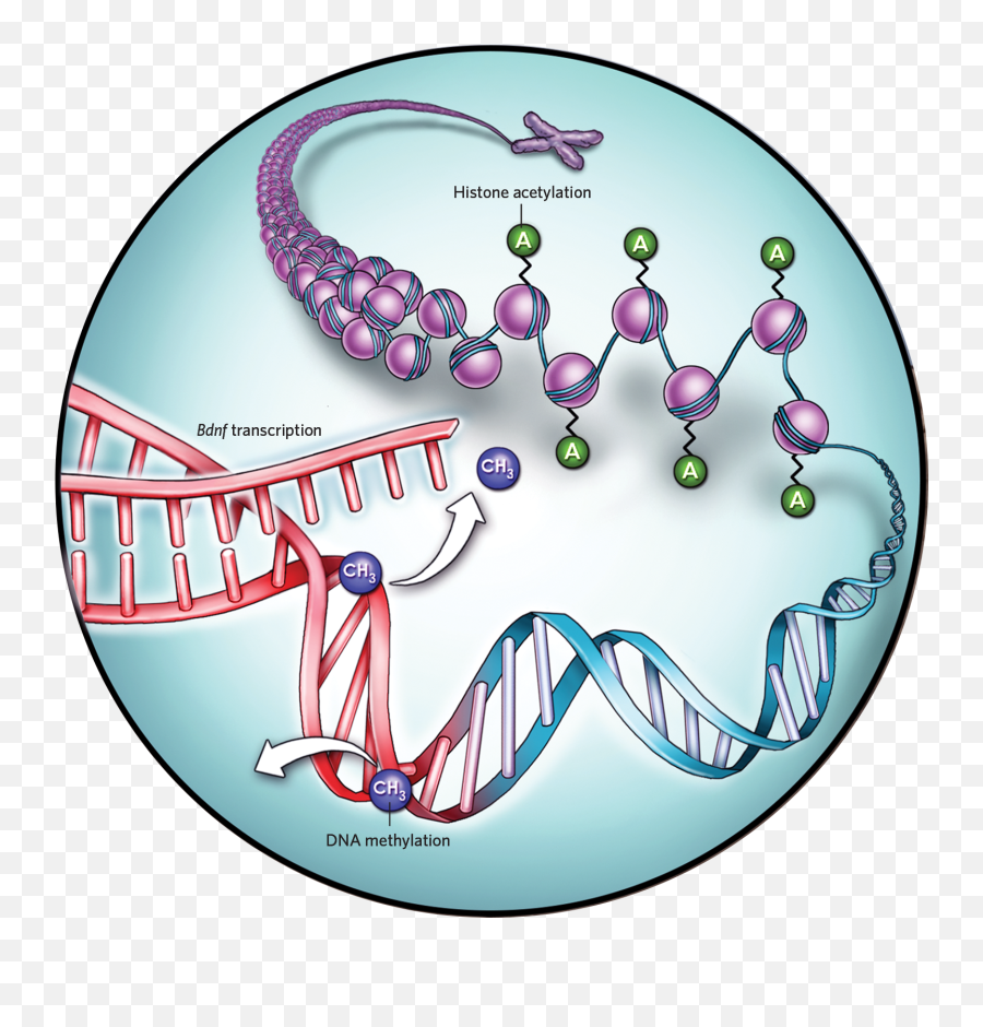 How Exercise Reprograms The Brain The Scientist Magazine - Exercise Brain Derived Neurotrophic Factor Emoji,Molecules Of Emotion