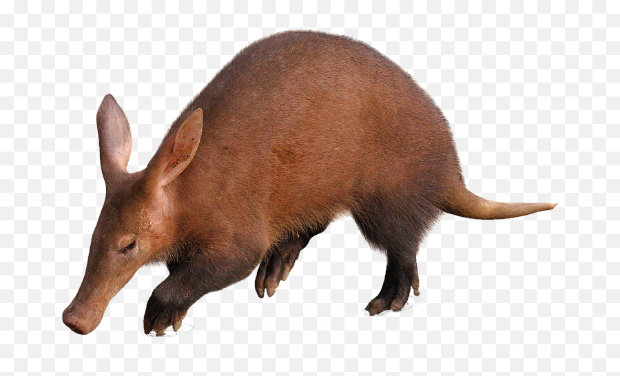 Animals Anteater Cute Mammal Sticker - An Aardvark Emoji,Anteater Emoji