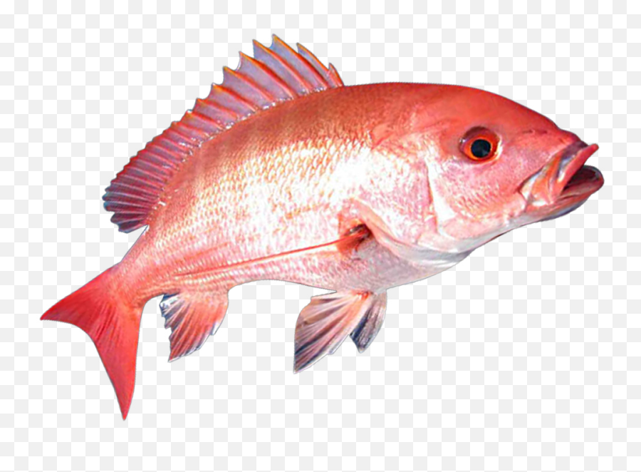 Red Snapper Fish Png Transparent Png - Red Snapper Fish Png Emoji,Fish Emoji