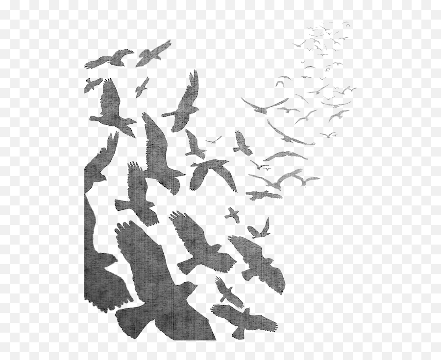 Free Download Bird Parrot Png Cleanpng Kisspng - Free Photos Silhouette Flock Of Crows Emoji,Raven Bird Emoji