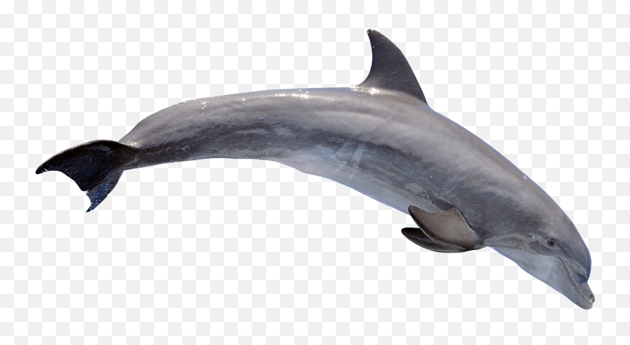 Common Dolphin Png U0026 Free Common Dolphinpng Transparent - Dolphin Images Png Transparent Emoji,Dolphin Emoji Android