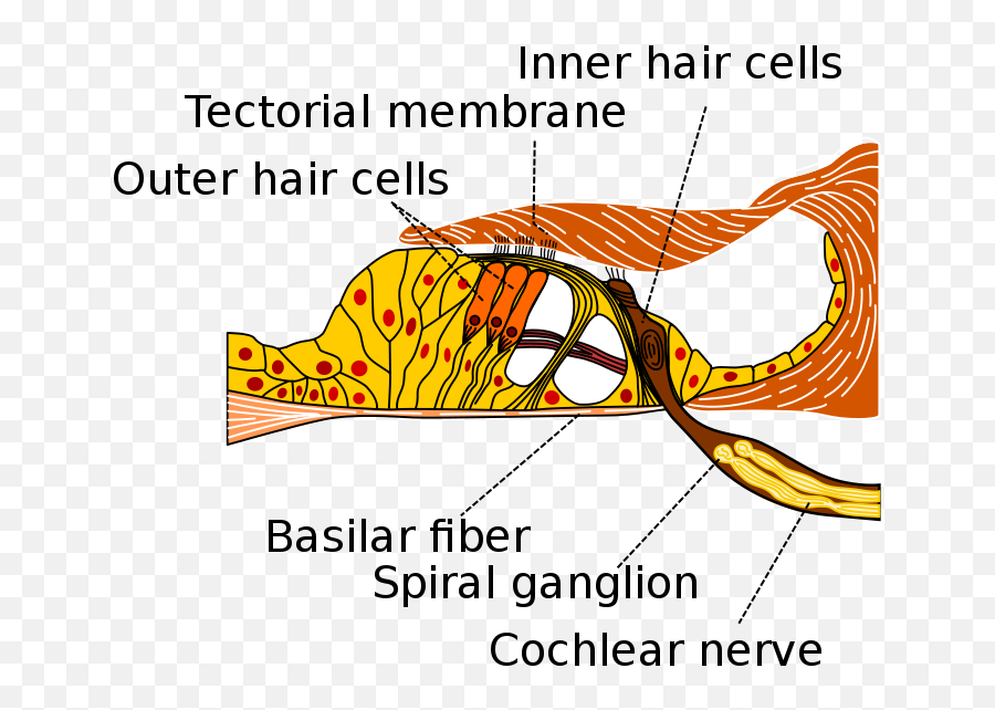 Peteru0027s Blog 2010 - Inner Hair Cells Emoji,Orcas Brain Emotions