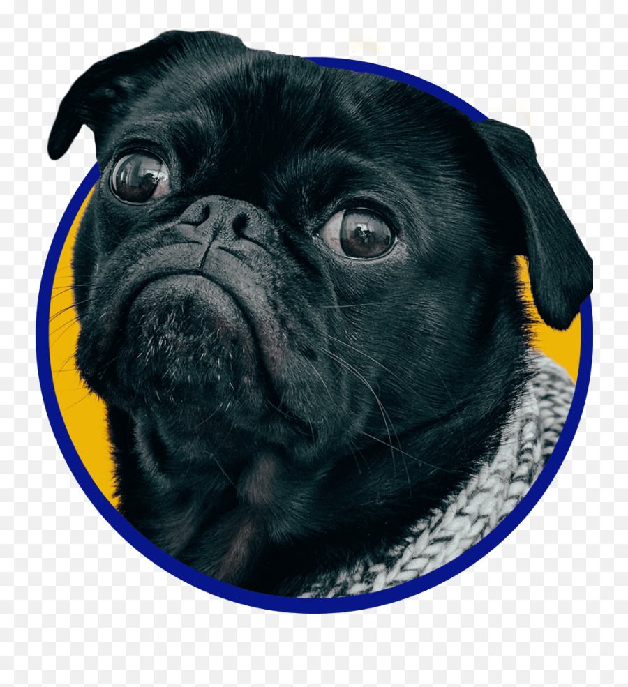 Keep Your Pet Happy And Healthy In 2021 - Pug Emoji,Dog Emotions Far Side