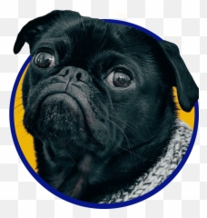 Keep Your Pet Happy And Healthy In 2021 - Pug Emoji,Dog Emotions Far Side