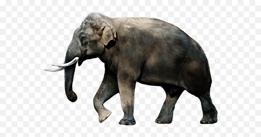 Why Do Yogis Discourage U0027positive Imaginationu0027 And Preach - Mastodon Platensis Emoji,Elephants And Emotion