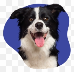 Dog Liability Insurance Insuremyk9comhome Emoji,Dogs With Emotions Excited