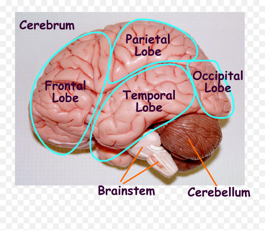 Biology 2404 Au0026p Basics - Cerebro De Uma Ovelha Emoji,Neural Centers In The Limbic System Linked To Emotion