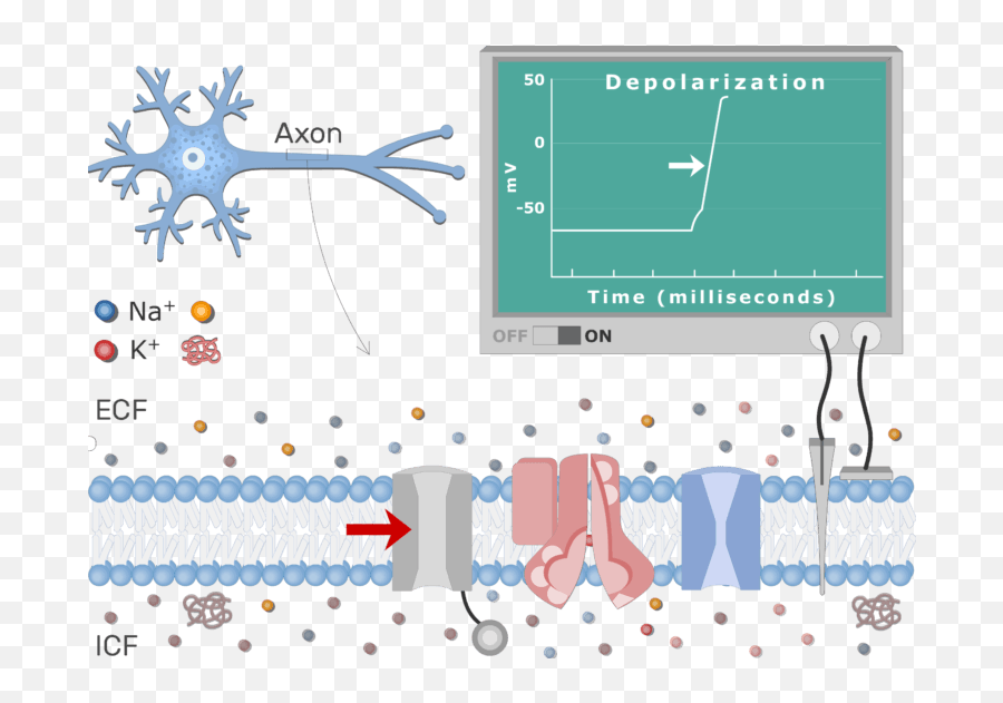 Depolarization Of A Neuron Diagram - Slide Share Action Potential Neuron Emoji,Neurotransmitters And Emotions Mcat