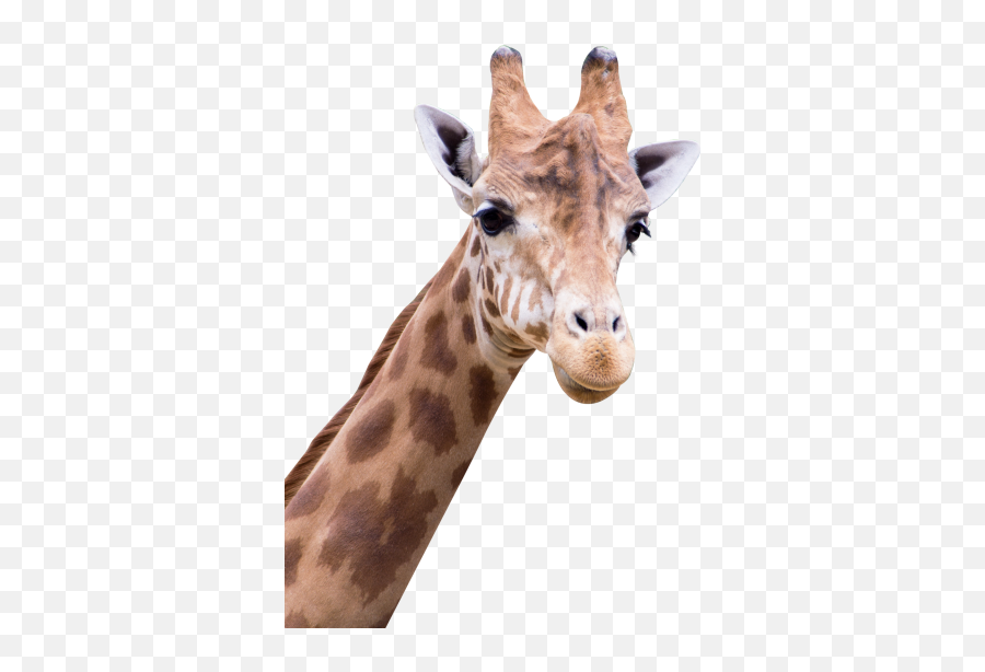 Left Viwew Giraffe Face Hd Png - 30354 Transparentpng Png Transparent Giraffe Png Emoji,Giraffe Emoticon