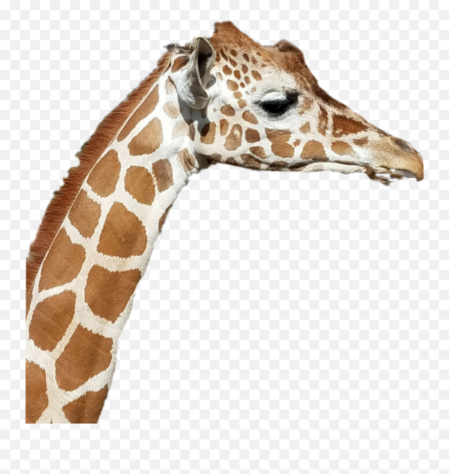 Giraffe Sticker By Deej - Northern Giraffe Emoji,Giraffe Emoji Png