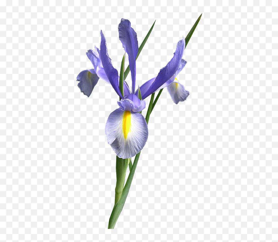 Virtual Imagens Imagens Variadas Com Fundos Transparentes - Iris Flower Without Background Emoji,Emoticons De Bebe Fazendo Biquinho