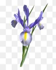 Virtual Imagens Imagens Variadas Com Fundos Transparentes - Iris Flower Without Background Emoji,Emoticons De Bebe Fazendo Biquinho