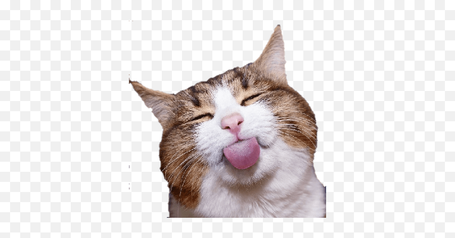 Cute Transparent Discord Emojis Cat - Novocomtop Happy Cat Emojis Discord,Discord Emojis Cats