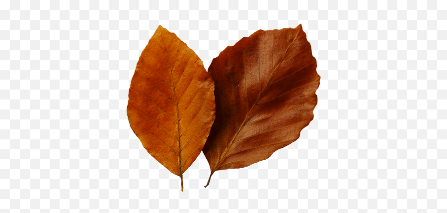 Leaf Fall Leaves Clip Art Beautiful - Brown Leaf Clipart Png Emoji,Fall Leaf Emoji