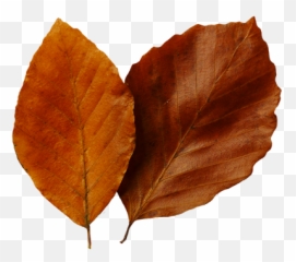 Leaf Fall Leaves Clip Art Beautiful - Brown Leaf Clipart Png Emoji,Fall Leaf Emoji