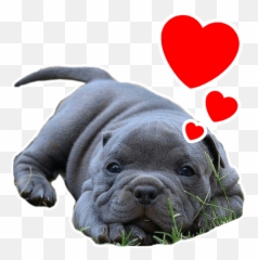 Pack Of Stickers For Whatsapp Depitbulls - Lovely Emoji,Pit Bull Emoji