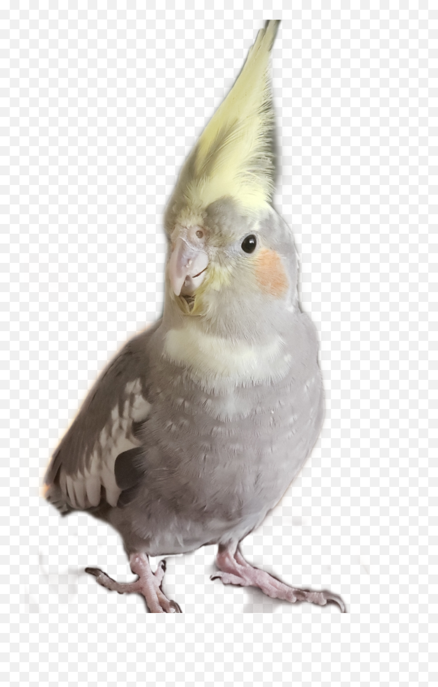 Feather Cockatiel Bird Stickerchallenge - Cockatiel Emoji,Cockatiel Emoji