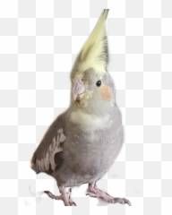 Feather Cockatiel Bird Stickerchallenge - Cockatiel Emoji,Cockatiel Emoji