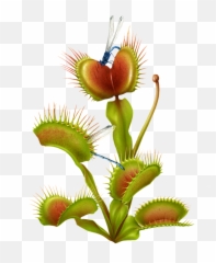 Trending - Planta Carnivora Fondo Blanco Emoji,Venus Fly Trap Emoji