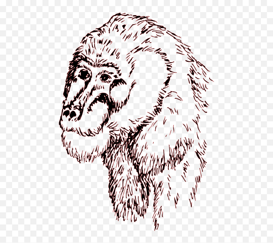Free Photo Face Chimp Animal Head - Graphics Emoji,Chimp Emotions