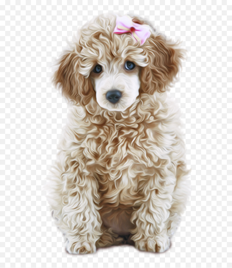 Cute Animals Cute Dogs Pets - Poodle Emoji,Westie Dog Emoticon