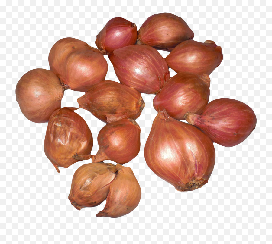 Onion Clipart Onion Peel Onion Onion - Shallots Png Emoji,Onions Emoji