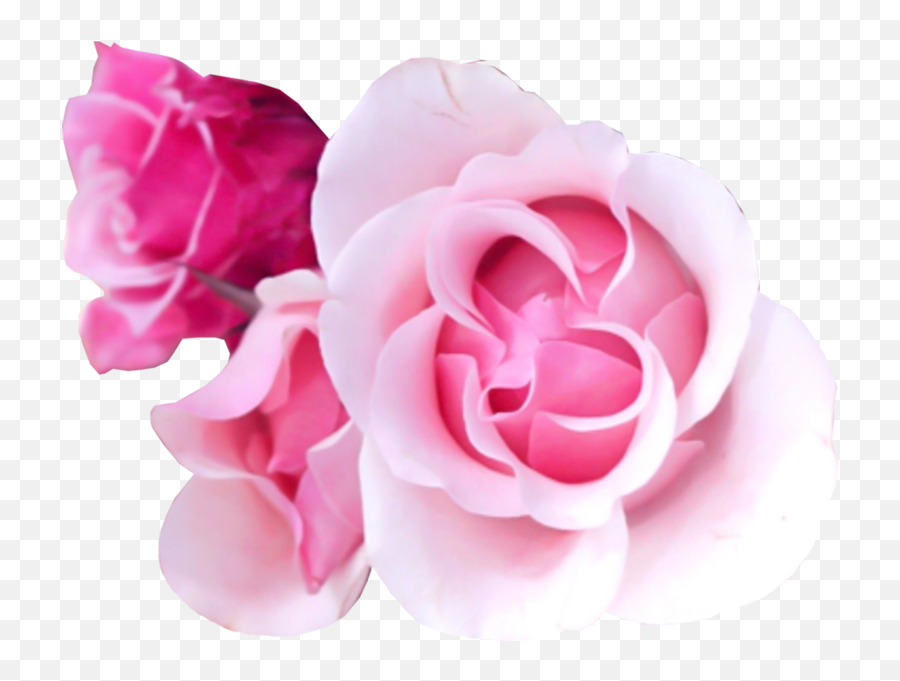 Pink Rose Psd Official Psds - Pink Rose Psd Emoji,Pink Rose Emoji