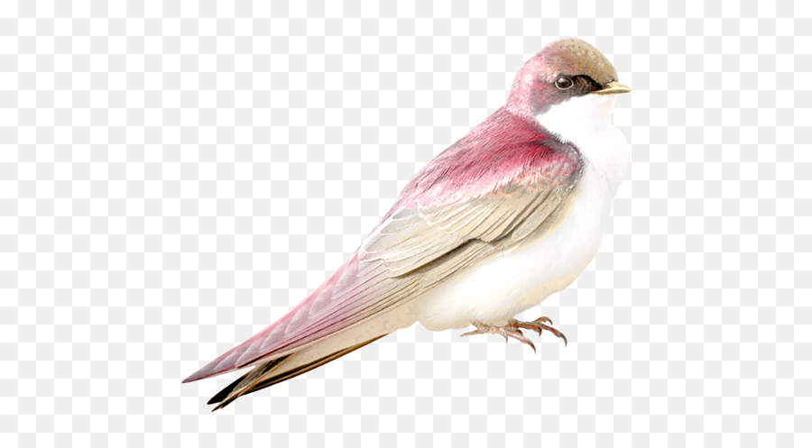 Pajaro Ave Rosa Blanco Sticker By Laura2 - Transparent Pink Bird Png Emoji,Emojis Con Blancos