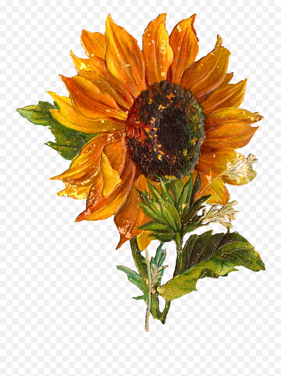 Sunflower Png - Digital Sunflower Downloads Vintage Transparent Vintage Sunflower Png Emoji,Sunflower Emoji