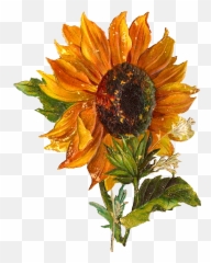 Sunflower Png - Digital Sunflower Downloads Vintage Transparent Vintage Sunflower Png Emoji,Sunflower Emoji