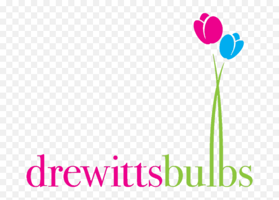 Daffodils Miniature Drewitts Bulbs Online - Girly Emoji,Daffodil Pink Emotion