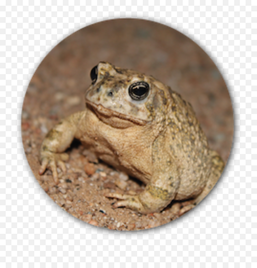 Salamander Toad Fencing - Toad Emoji,Spadefoot Toad Emotion