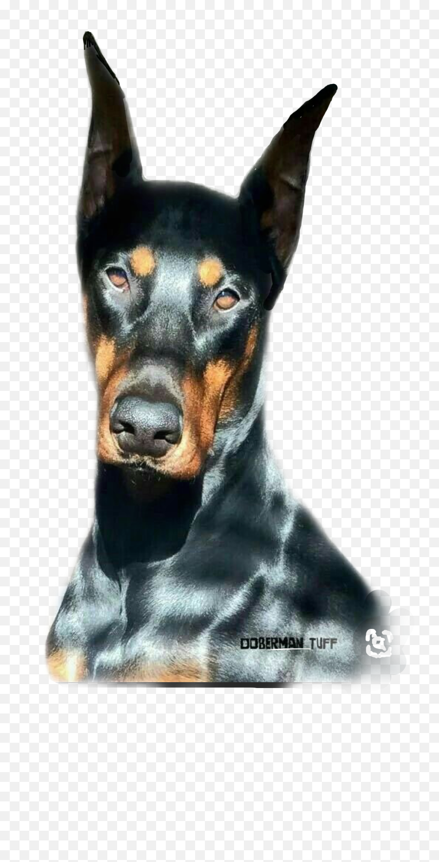 The Most Edited - Dobermann Emoji,Doberman Emoji