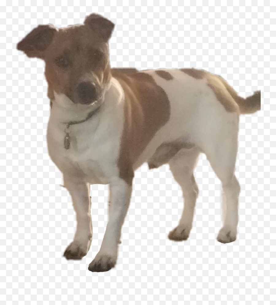 Jackrussell Sticker - Vulnerable Native Breeds Emoji,Jack Russell Emoji