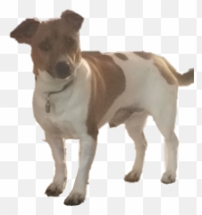 Jackrussell Sticker - Vulnerable Native Breeds Emoji,Jack Russell Emoji