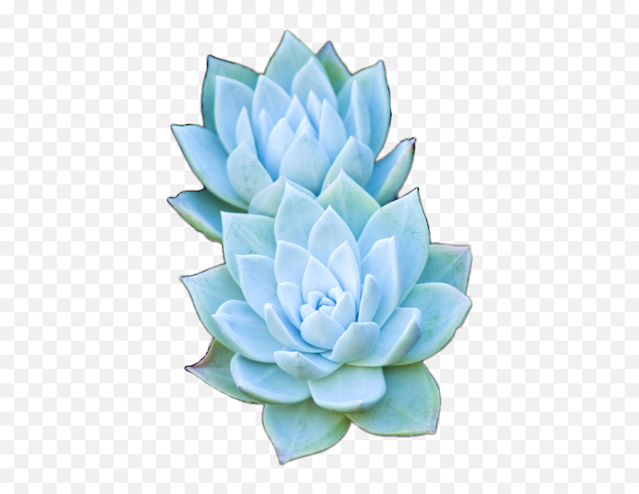 Succulent Blue Sticker By - Transparent Succulents Emoji,Rosette Emoji