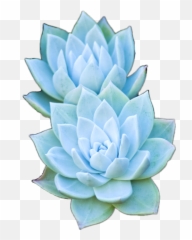 Succulent Blue Sticker By - Transparent Succulents Emoji,Rosette Emoji