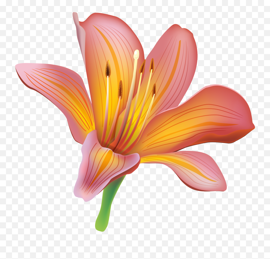 Transparent Flower Emoji Png - Transparent Lily Clipart Clipart Lily Png,Pink Flower Background Emojis