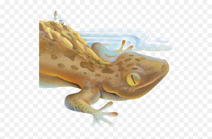 Yrtum - Tenuta Rekhale Emoji,What Does Color Say About Crested Geckos Emotion