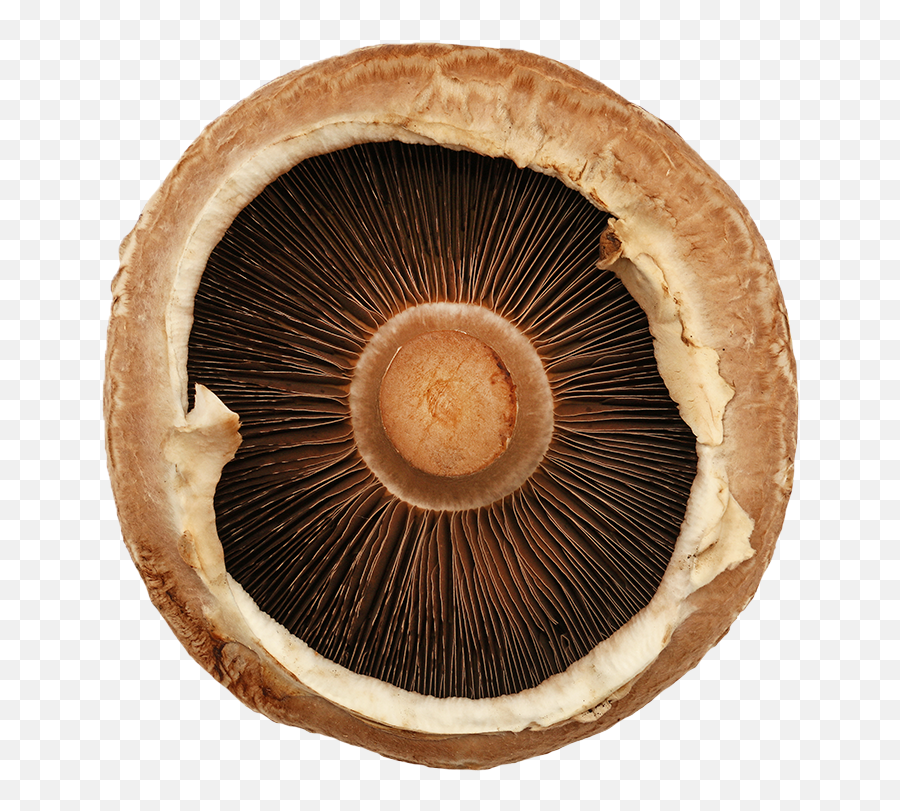 Umamiu0027s Favorite Mushrooms Recipe - Pass The Love Emoji,Mochi America Emoticon