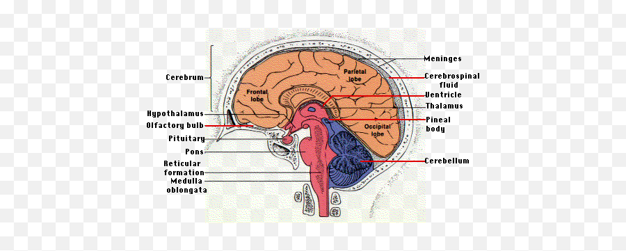 Human Physiology - Neurons U0026 The Nervous System Ii Medulla Oblongata Emoji,Emotion Center Of Brain