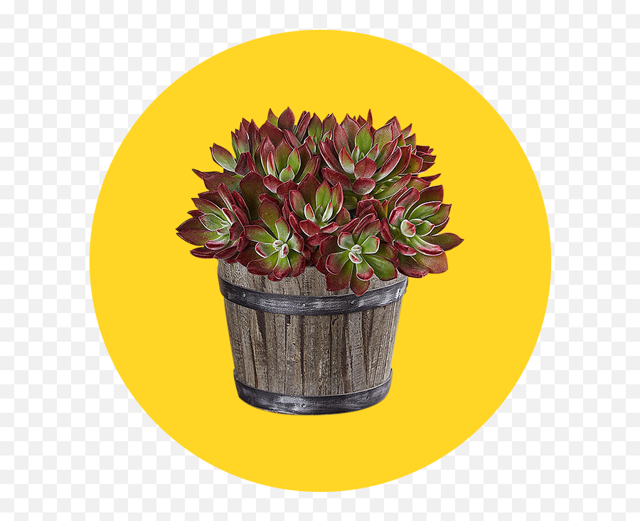 13 Plants Delivery Services That Order Straight To Your Door Emoji,Sims 4 Gardening And Flower Arrangment Emotion
